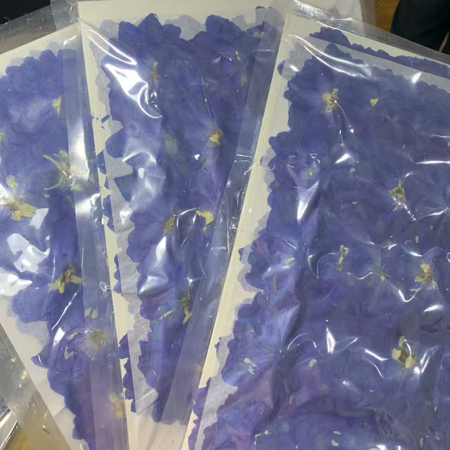 Dried Flower Bookmark - 1000pcs Pressed Dried Big 4-7cm Blue