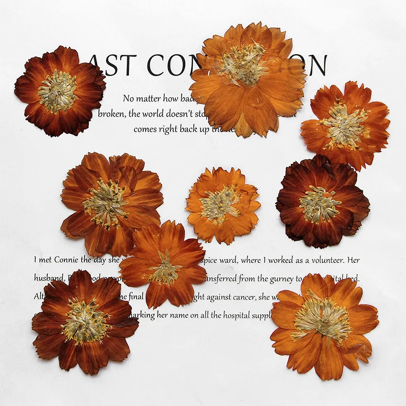 Dried Flower Bookmark - 12pcs/3-5cm,Nature pressed Thiohua Chrysanthemum,retro color dry