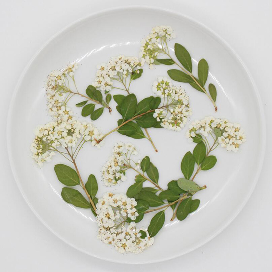Dried Flower Bookmark - 60X Dried Pressed Natural White Spiraea