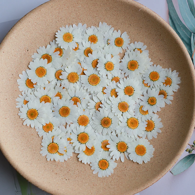 60X Pressed Dried Natural Whit - Dried Flower Bookmark review and price