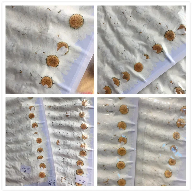 60X Pressed Dried Natural Whit - Dried Flower Bookmark review and price