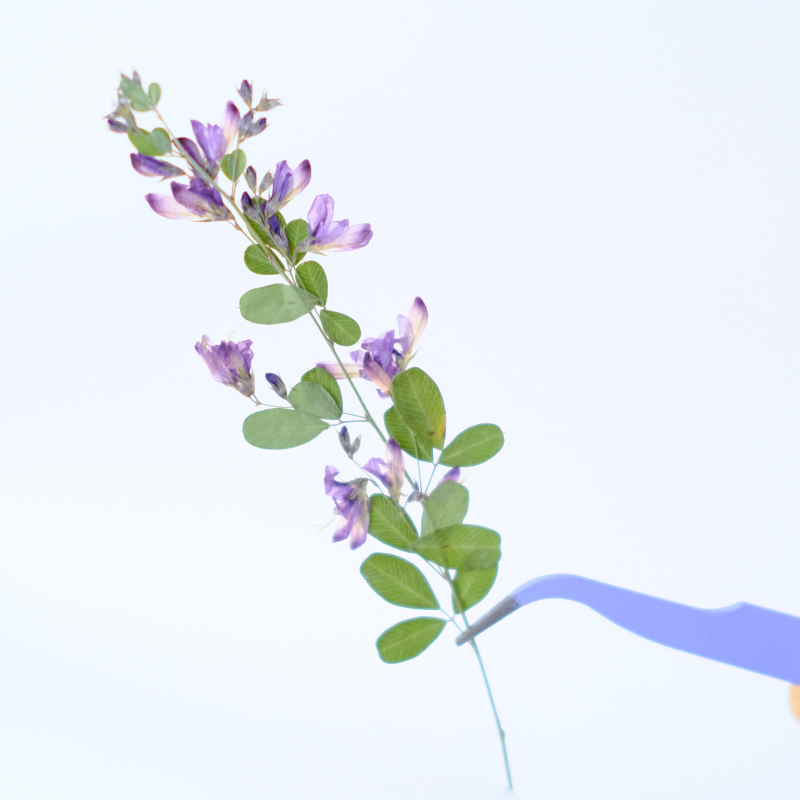 6pcs,nature Lespedeza Formosa  - Dried Flower Bookmark review and price