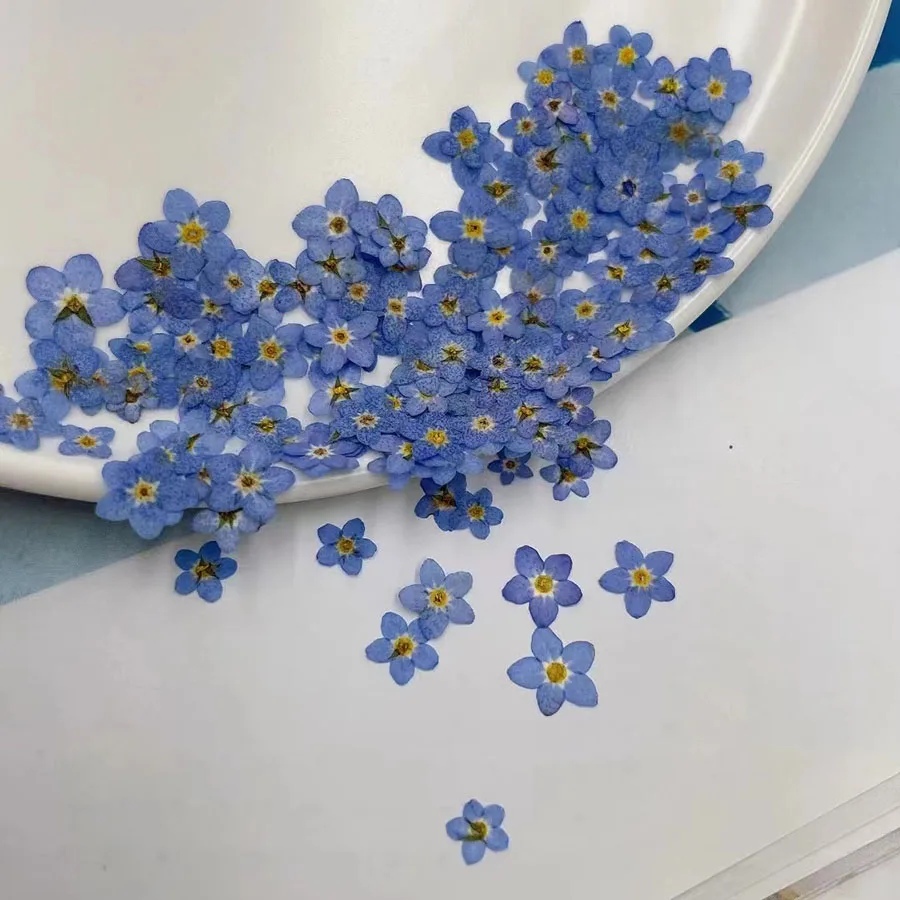 Natural Pressed Dried Blue For - Dried Flower Bookmark review and price