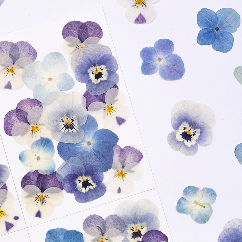 12pcs,Real Viola Cornuta Press - Dried Flower Bookmark review and price