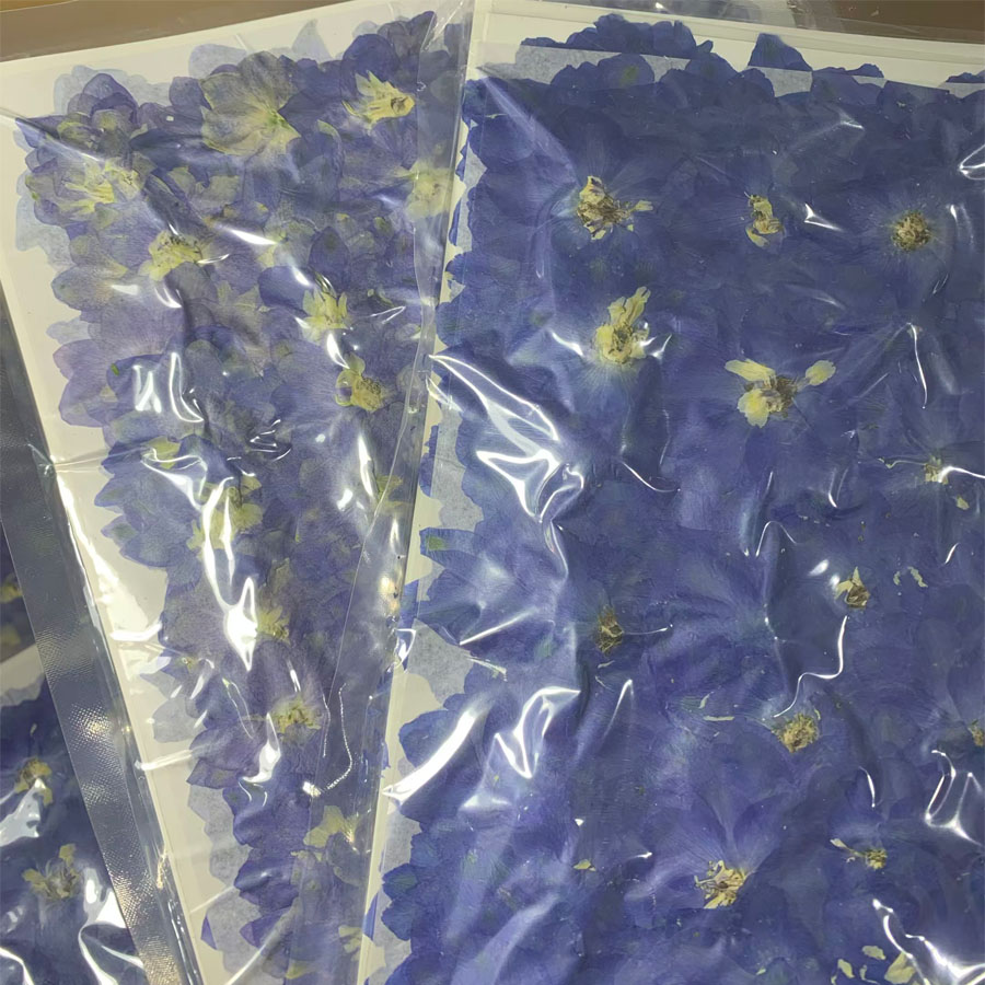 1000pcs Pressed Dried Big 4-7c - Dried Flower Bookmark review and price