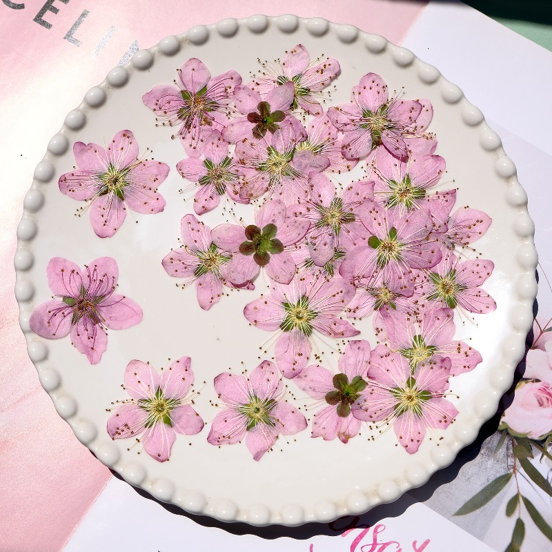 3-4cm./6pcs,Pink Peach Blossom - Dried Flower Bookmark review and price