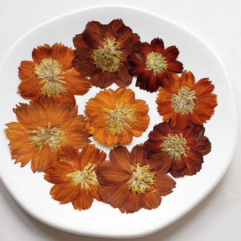 12pcs/3-5cm,Nature pressed Thi - Dried Flower Bookmark review and price