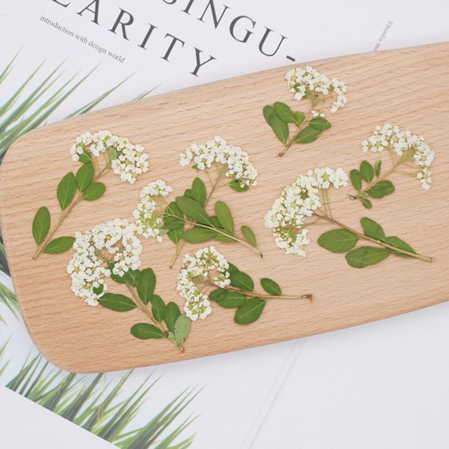 60X Dried Pressed Natural Whit - Dried Flower Bookmark review and price