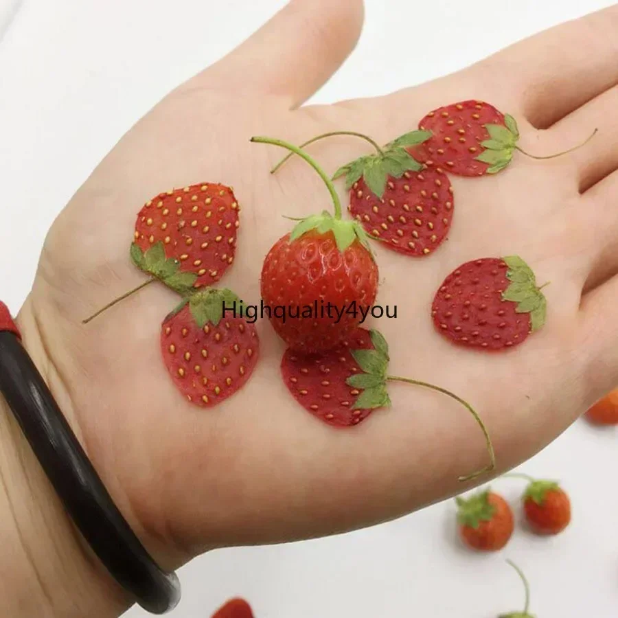 10pcs Dried Pressed Mini Fruit - Dried Flower Bookmark review and price