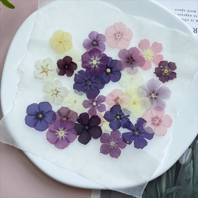 12pcs,Semi-Transparent Niche P - Dried Flower Bookmark review and price