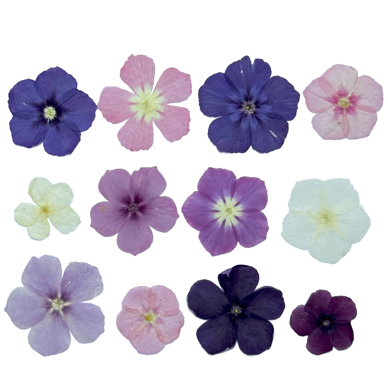 12pcs,Semi-Transparent Niche P - Dried Flower Bookmark review and price